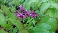 Epimedium grandiflorum f.violaceum Эпимедиум крупноцветковый